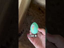 What did my chickens leave me today .