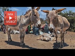 1,500 starving donkeys are eating plastic and garbage in Tanzania.