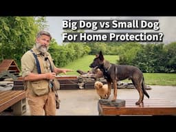 Why a SMALL Dog is a Better Protection Dog Than a Big Dog