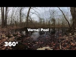 Sounds of the Forest in Spring | Vernal Pool | 360° Video