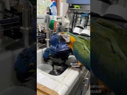 Macaws Falls into Sink and start DANCING! #shorts
