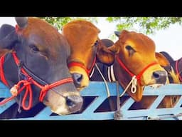 cow unloading, cow videos, cow video, animal, big cow, goru hamba cow, Ep-228