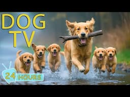 DOG TV for Dogs to Watch: Video Entertain to Dogs Relax While You're Away Home - Best Music for Dogs