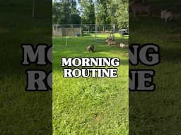 Morning Routine @ Da “Q” #americanbully #puppy #qbnkennel