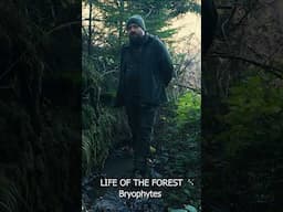 Where can you find Bryophytes? #bryophytes