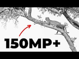 Shoot & Edit 150MP+ Wildlife Panos for Epic Detail | Lightroom Tutorial