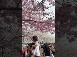 Spring in DC, cherry blossoms, and the National Kite Festival! #CherryBlossomFestival #WashingtonDC
