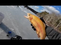 When the Stocking Truck Pulls Up While You're Ice Fishing