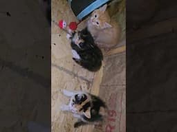 Az hasn't seen the kittens in a while #narrowayhomestead #offgridlife #aslandog #kittens