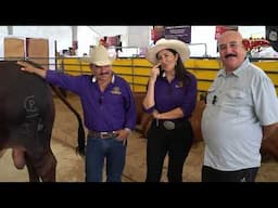 Genética de Élite en Ganado Brahman Rojo y gris 🔥 | Huastecas Ranch