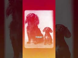 The TRUTH About Dachshunds