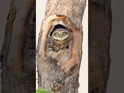 Captured with Sony α7 IV: Owlet’s Secret Entry