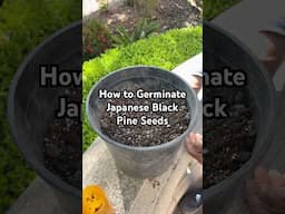 How to Germinate Seeds + I’m Giving Away FREE Japanese Pine Seeds! #bonsai #bonsaitree #tips #shorts