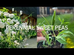 Sweet Pea – Lathyrus latifolius ‘Pink Pearl’ 18 March 2025