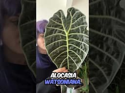 Rare Plant Spotlight: Alocasia Watsoniana! 🌿✨