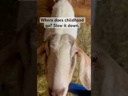 These sweet babies bring back my childhood sweet memories #babygoats #sweetmemories #homestead