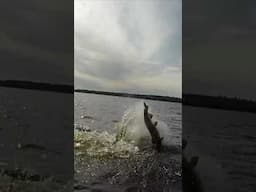 I Caught a River MONSTER! (Northern WI GIANT Musky) #shorts #fishing #muskie #muskyfishing #outdoors