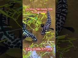Lóc bông thái mini giá rẻ#caloccanh #shortvideo #short
