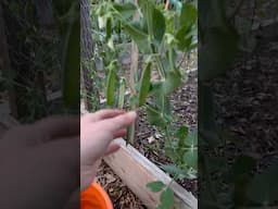 Harvesting Snap Peas!🫛      #homestead #gardening #growyourownfood #peas