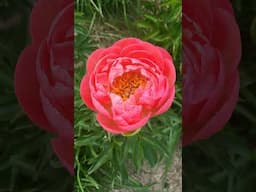 Coral Charm Peonies!