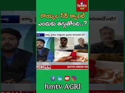 Shrimp Seed Quality? : రొయ్యల సీడ్ క్వాలిటీ ఎందుకు తగ్గుతోంది..? | hmtv Agri #hmtvagri #nelatalli