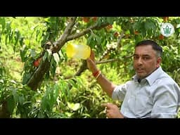 फल मक्खी से कैसे बचाए आम, अमरूद और कद्दूवर्गीय फसलों | Fruit Fly | Traps |YSP UHF Nauni