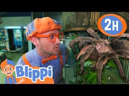 Blippi and the Venom Spider! 🕷️ | Educational Kids Videos | Fun Animal Time! 🐍