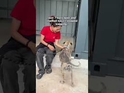 What a difference 7 days makes ❤️ #rescueefforts #straydog #streetdogs #dogrescue