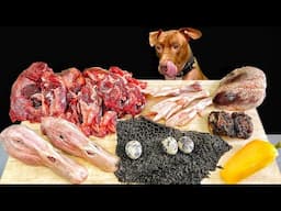 ASMR MUKBANG PITBULL EATING RAW FOODS