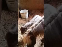 Baby miniature horse Jasper