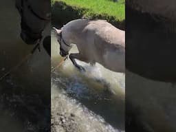 Maggie the #fjordhorse loves to play in the water 😁. #fjordhest #fjordpferd #fjordpaard