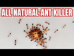How To Make An All Natural Ant Killer | 2 Ingredients