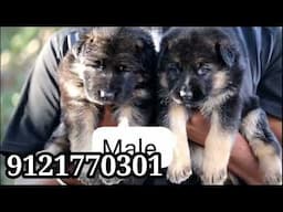 Quality puppies available | Labrador , Chow chow , Rottweiller , Dobarman | keerthi puppy vlogs