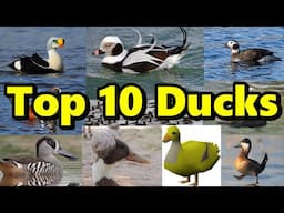 Top 10 Ducks of All Time