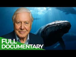 David Attenborough Presents: Whale Wisdom | Free Documentary Nature