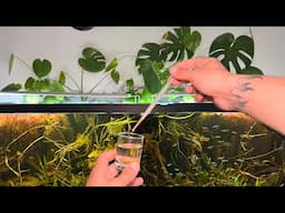 525th Day - Dried Artemia Feeding Frenzy, Natural Fish Tank with No Filter, No Water Change, No Co2