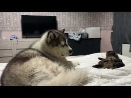 Husky Meeting New Cat! My Anxiety Is Through The Roof!!