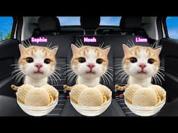 Cat memes Family Vacation Road Trip to Destin Beach