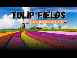 Vibrant Tulip Fields of the Netherlands