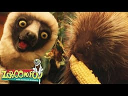 Feeling Good | Zoboomafoo - WildBrain | Movies for Kids
