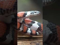 Finding A RARE Snake Under Tin!