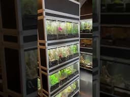 Touring the Coolest Reptile Store in Kanas! | Exotic Pets Wichita