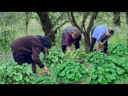 Harvesting Fresh Malva | Grandma's 100 Years Old Dish From Common Mallow!