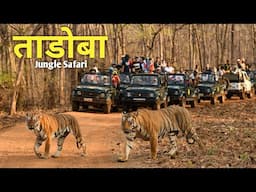 Tadoba Jungle Safari 2025 | Tadoba Andhari Tiger Reserve | Zari Gate | Tadoba National Park |ताडोबा