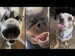 Cute and funny DOGS.🐶 And Some Just Interesting Moments.🐶Videos🔶 Сompilation # 10🔶