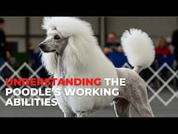 Poodle's Glamorous Grooming: Discovering Its Fascinating Roots!