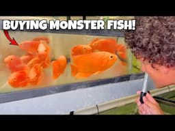 Buying My MOST EXPENSIVE Aquarium Fish Shipment EVER!