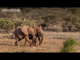Is it Legal to Hunt in Kenya?