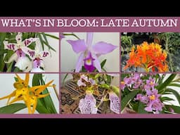 What's in bloom this late autumn!