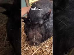Animals Deserve This...